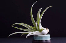 Load image into Gallery viewer, Tillandsia Peach Capitata - Live Air Plant: 2 Inch
