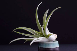 Tillandsia Peach Capitata - Live Air Plant: 2 Inch