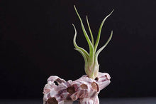 Load image into Gallery viewer, Tillandsia Caput Medusae | Live Air Plant: Small
