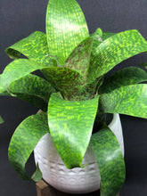 Load image into Gallery viewer, Vriesea Fenestralis | Live Plant: 7-9 Inches (Wide or Tall)
