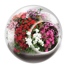 Load image into Gallery viewer, Tiny Terrariums Flowering
