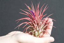 Load image into Gallery viewer, T. Ionantha Rubra Bulk (12+ Plants) | Live Air Plant : Regular
