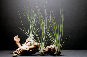 Tillandsia Juncifolia | Live Air Plant, Air Plants: Large 10+"
