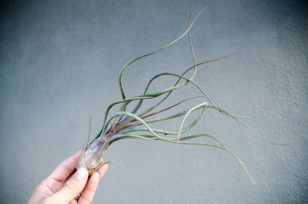 Tillandsia Pseudobaileyi - Striped Air plant: Medium 7-8