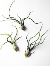 Load image into Gallery viewer, Tillandsia Bulbosa - Small Air Plant
