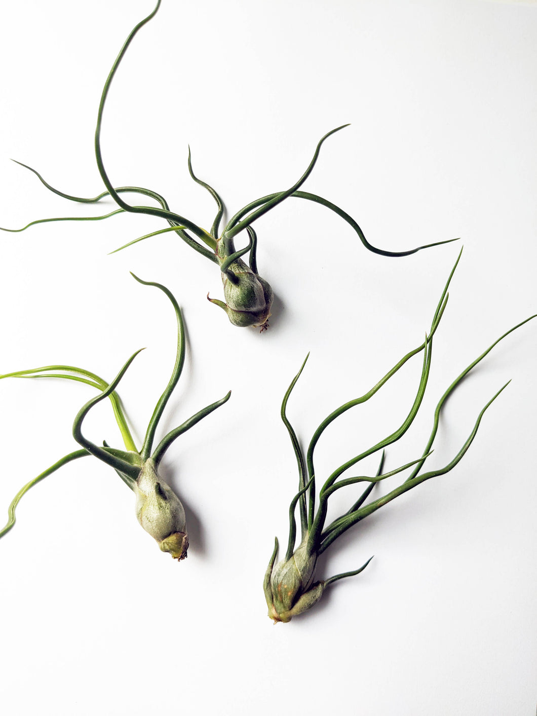 Tillandsia Bulbosa - Small Air Plant