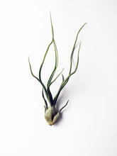 Load image into Gallery viewer, Tillandsia Bulbosa - Small Air Plant
