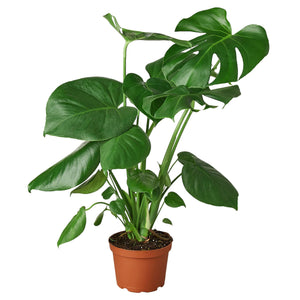 Monstera -  Deliciosa 6"