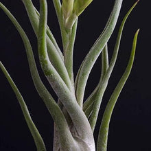 Load image into Gallery viewer, Tillandsia Caput Medusae | Live Air Plant: Small
