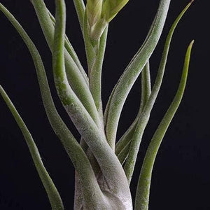 Tillandsia Caput Medusae | Live Air Plant: Small