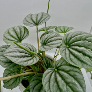 Peperomia - Watermelon 4"