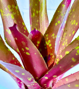 Neoregelia Red Goodies - Live Bare Root Plant: Mature
