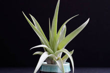 Load image into Gallery viewer, Tillandsia Peach Capitata - Live Air Plant: 2 Inch
