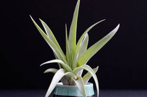 Tillandsia Peach Capitata - Live Air Plant: 2 Inch
