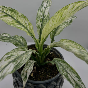 Sensation Spathiphyllum