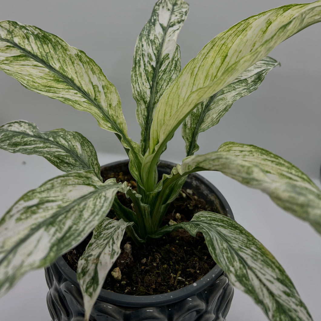 Sensation Spathiphyllum