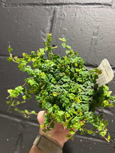 String of Frogs  - 3"