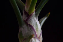 Load image into Gallery viewer, Tillandsia Bulbosa - Guatemala | Live Air Plant: Medium: 4-5 Inches
