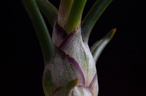 Tillandsia Bulbosa - Guatemala | Live Air Plant: Medium: 4-5 Inches
