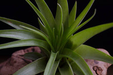 Load image into Gallery viewer, Tillandsia Brach Multiflora | Live Air Plant: Small
