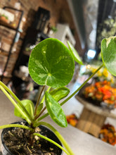 Load image into Gallery viewer, Variegated Money Plant 3”
