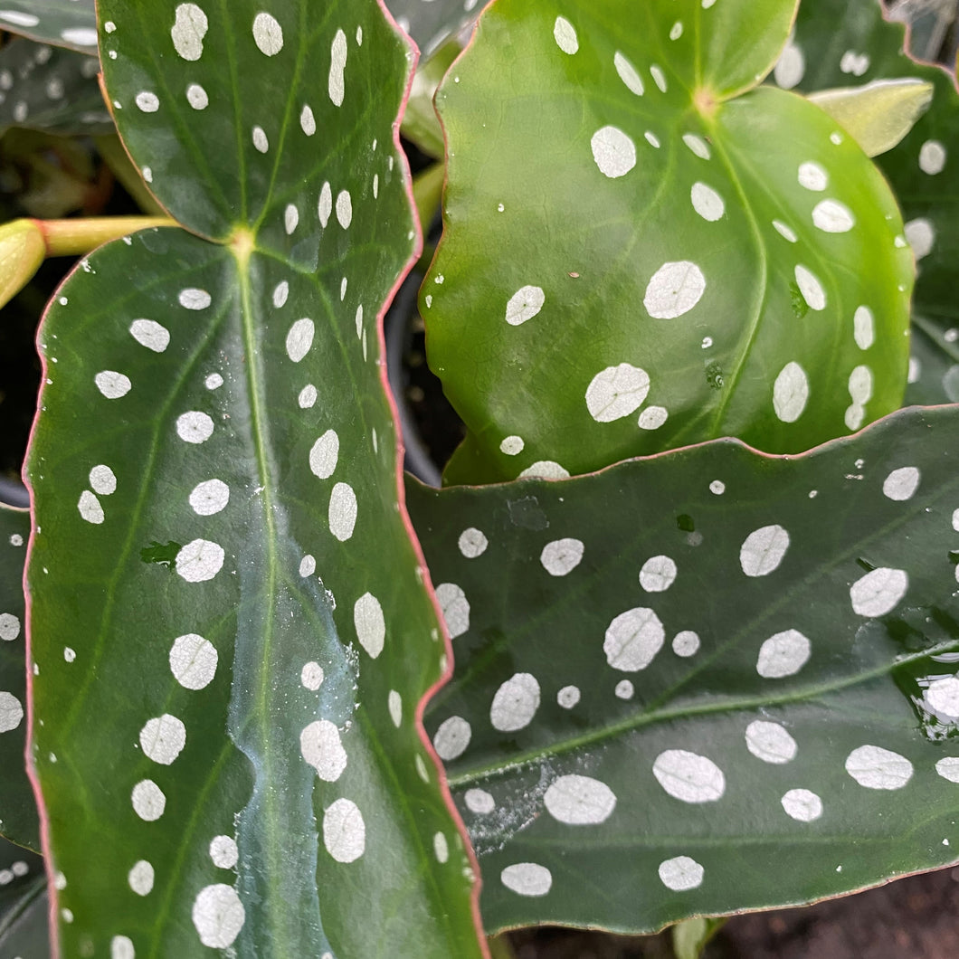 Angel Wing Begonia  - 