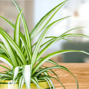 Spider Plant - Mandaianum - 4"