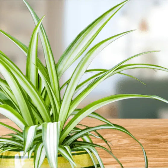 Spider Plant - Mandaianum - 4