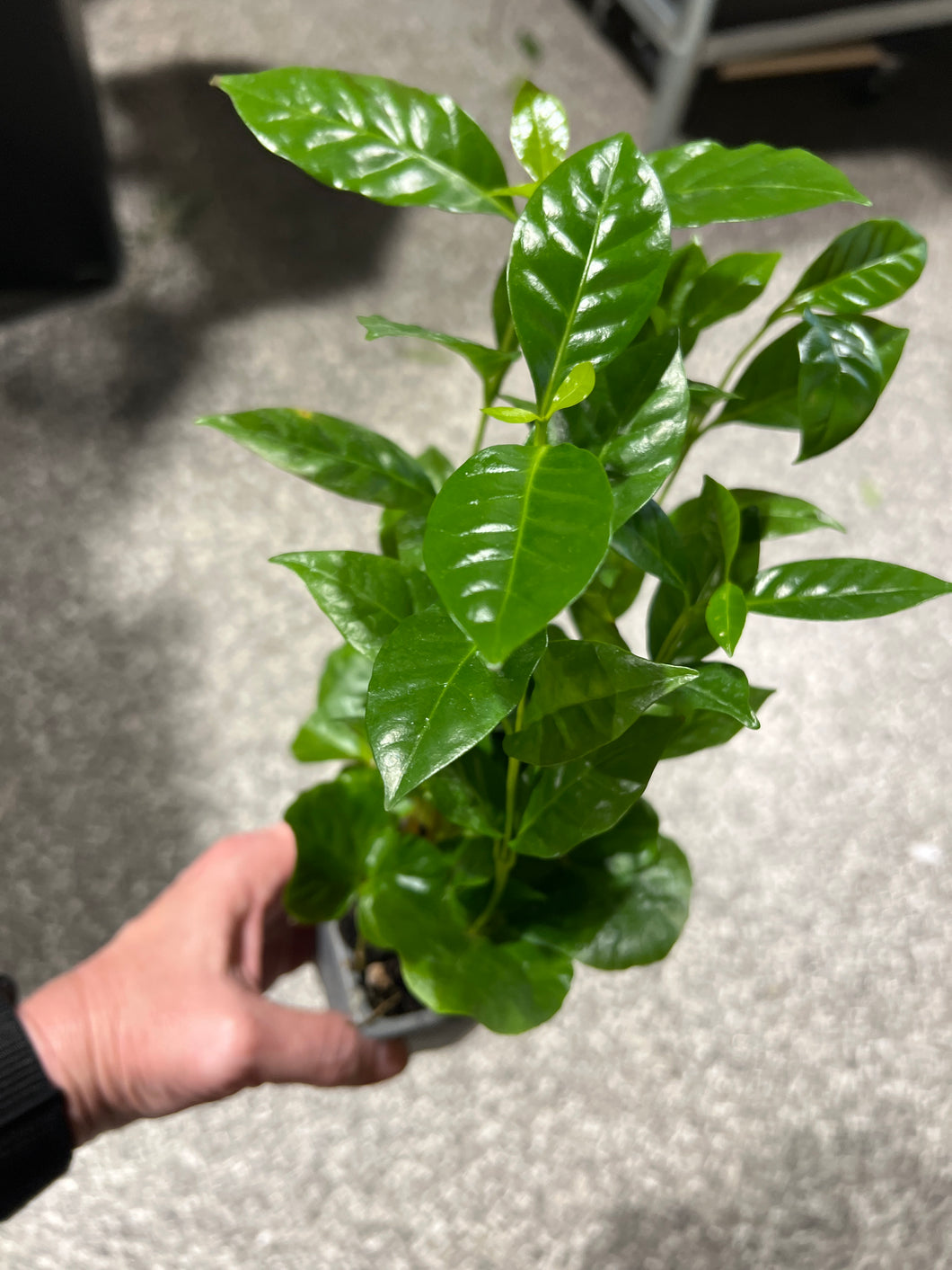 Arabica Coffee Plant 3