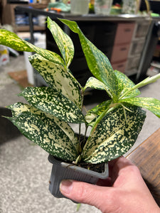 Polka Dot Plant