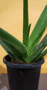 4" Aloe