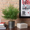Load image into Gallery viewer, Artificial Green Asparagus Bush - 19.5&quot;
