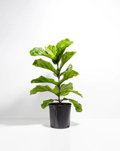 Fiddle Leaf Fig - 8"