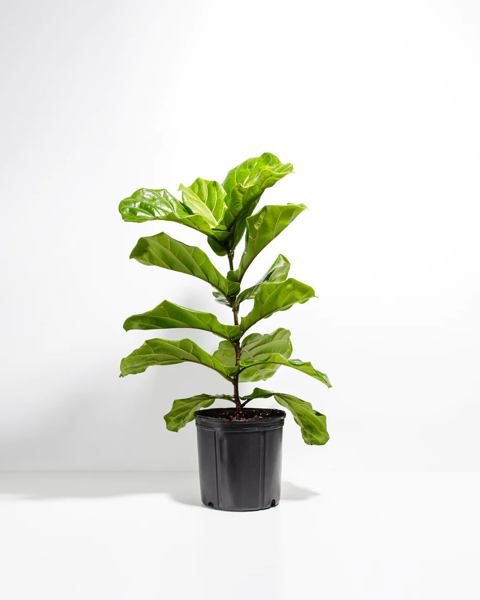 Fiddle Leaf Fig - 8