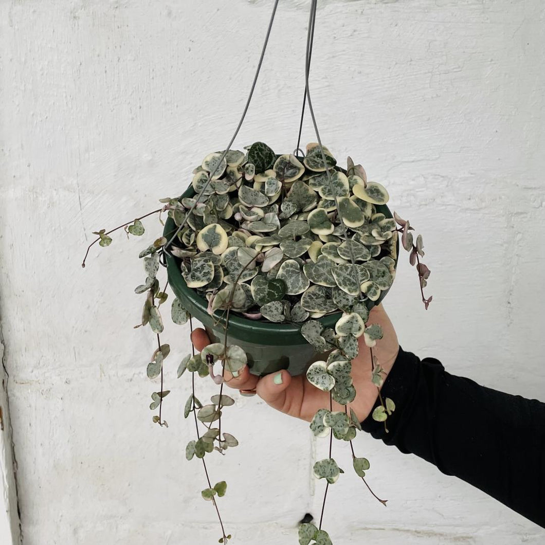 Ceropegia Woodii 'Variegated String of Hearts'