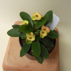 Euphorbia Milii 'Hera' Mini Crown of Thorns - 3"