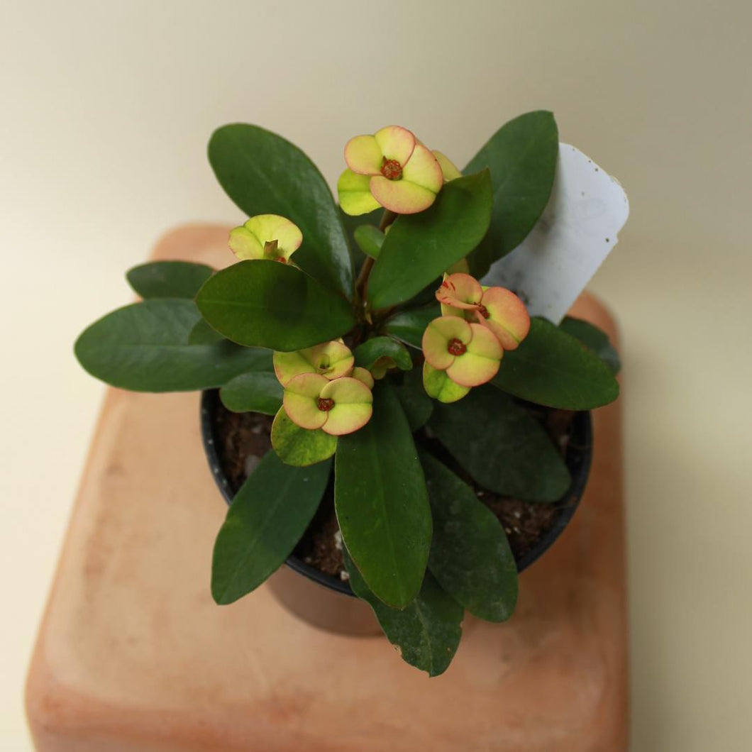 Euphorbia Milii 'Hera' Mini Crown of Thorns - 3
