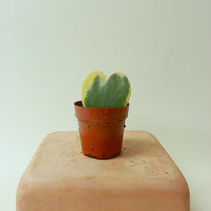 Hoya - Kerri "Heart" - 2.5"
