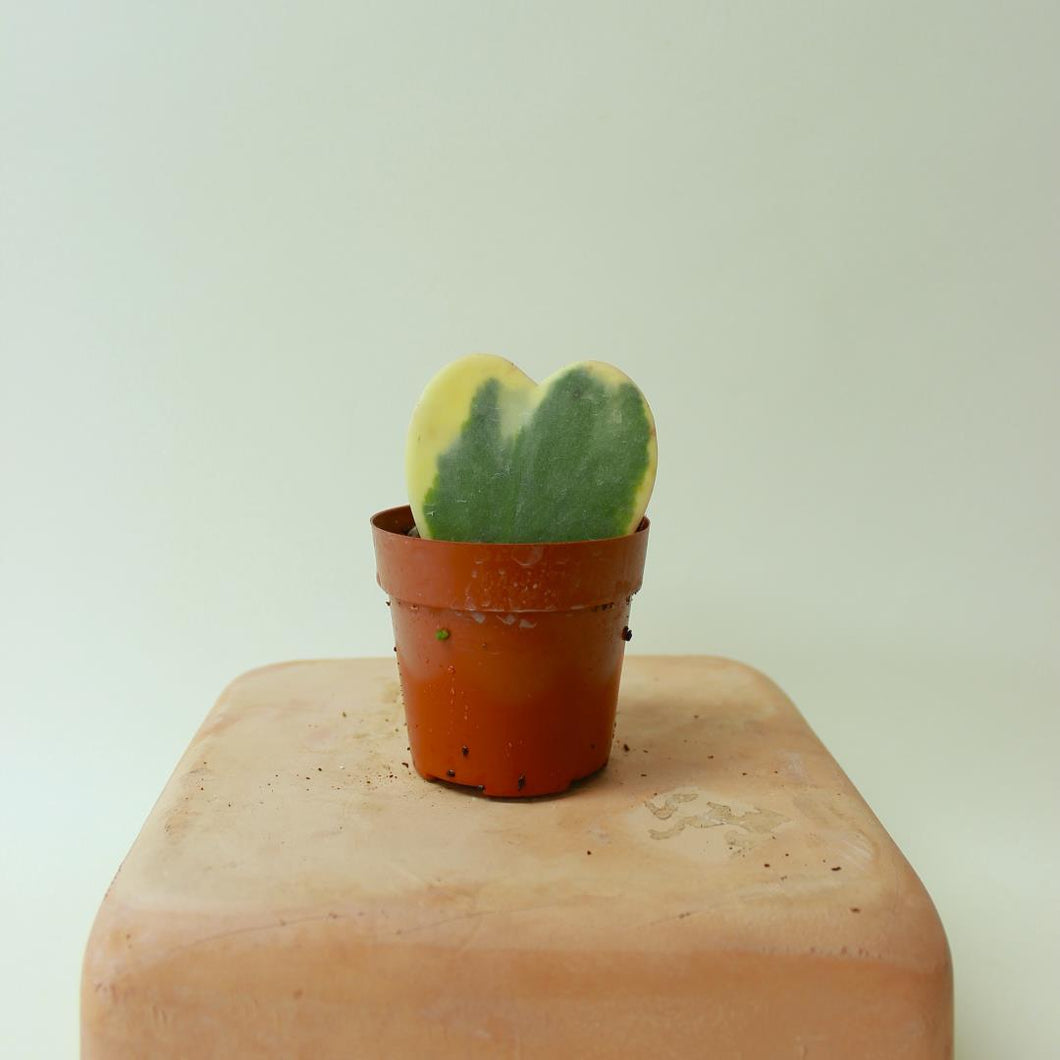 Hoya - Kerri 