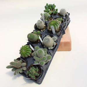 Cactus - Assorted - 3"