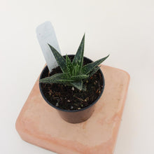 Load image into Gallery viewer, Gasteria -‘ Kyaka’ - 3&quot;
