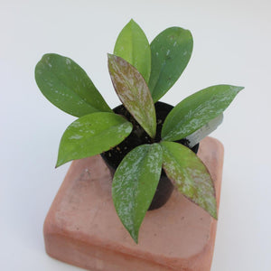 Hoya - Pubicalyx "Splash"
