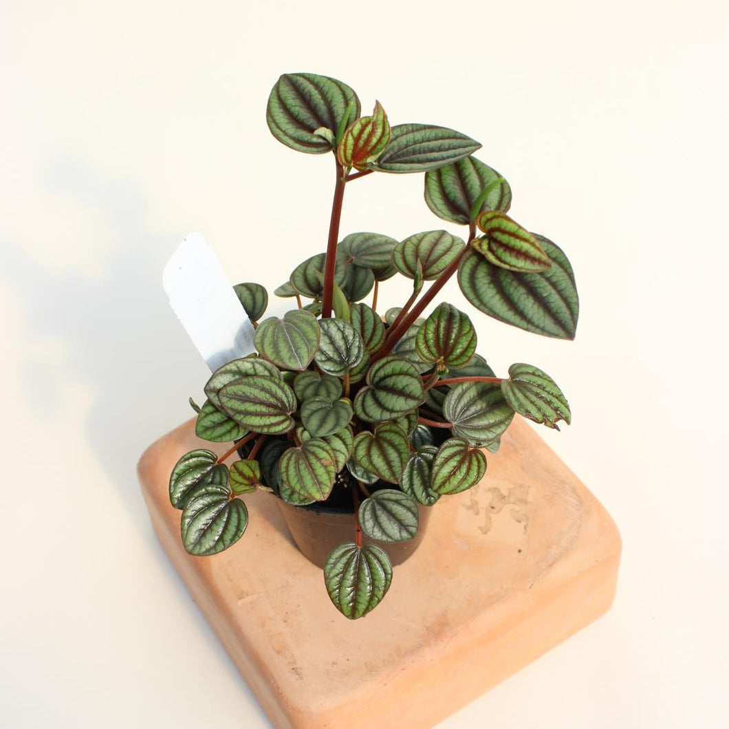 Peperomia - Albovittata 'Piccolo Banda' - 3