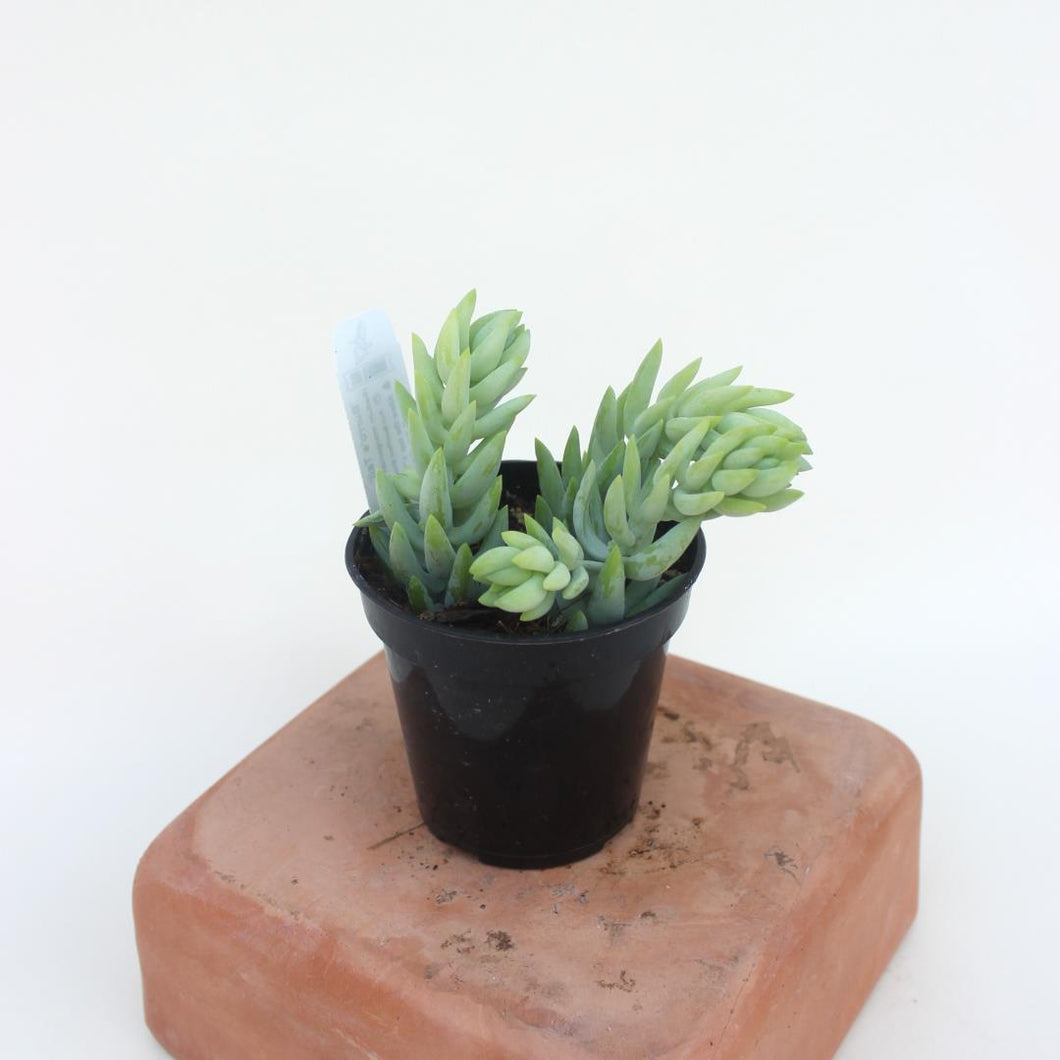 Burro's Tail - 3