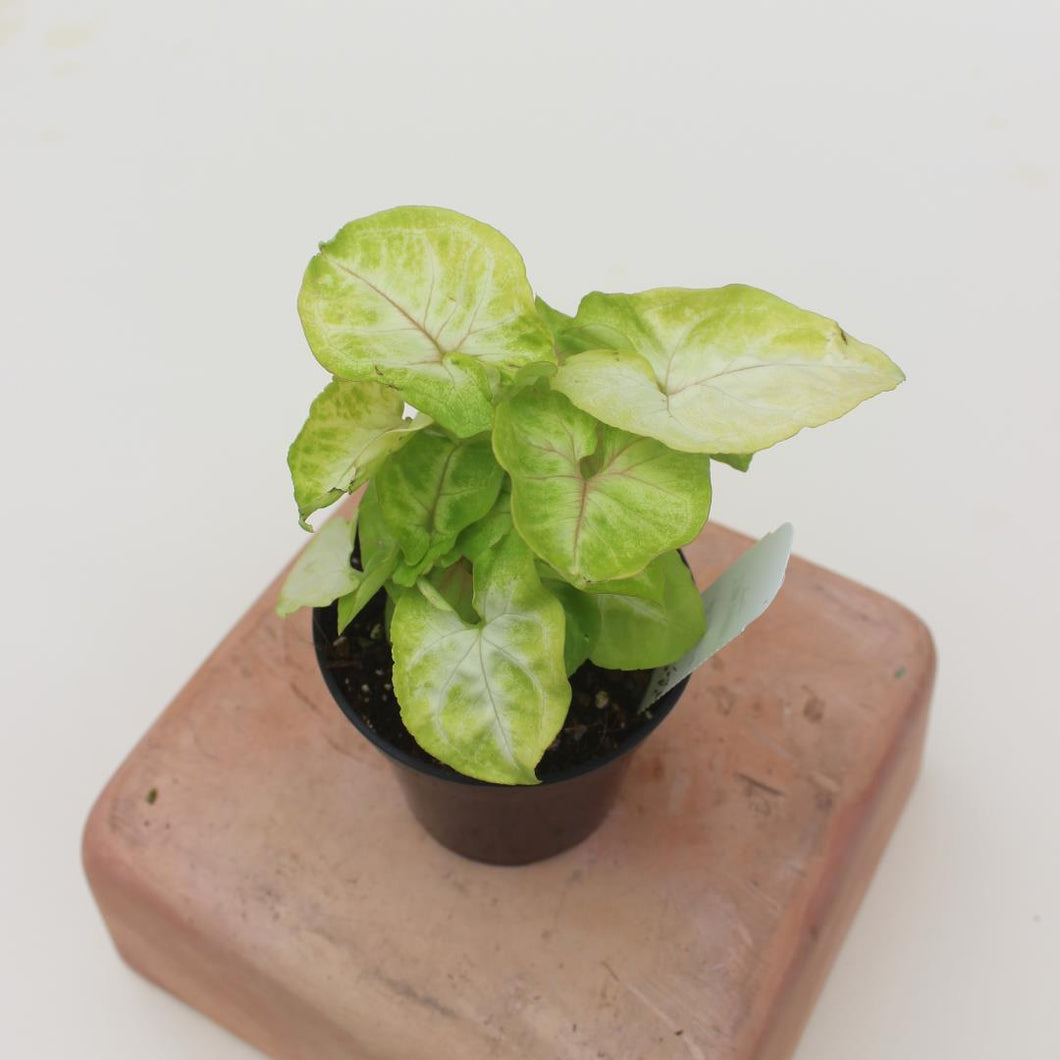 Syngonium podophyllum 'Golden Allusion' - 3