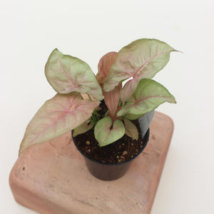 Syngonium 'Neon Pink'- 3"