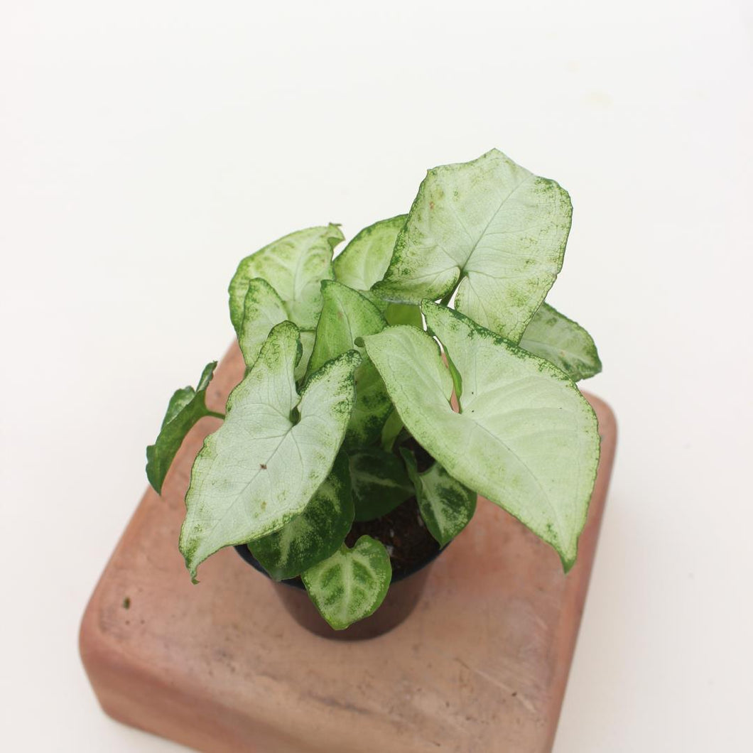 Syngonium podophyllum 'Snow White' - 3