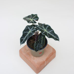 Alocasia - Polly - 6"