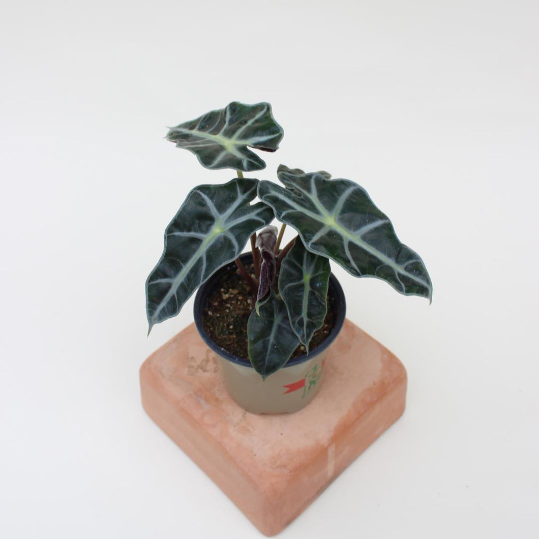 Alocasia - Polly - 6