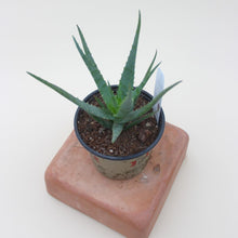Load image into Gallery viewer, Aloe &#39;Blue Elf&#39; - 4.5&quot;
